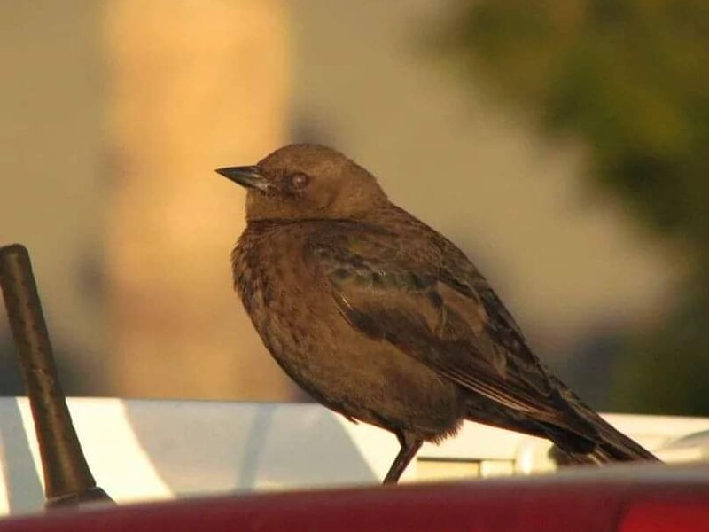Brewer's Blackbird