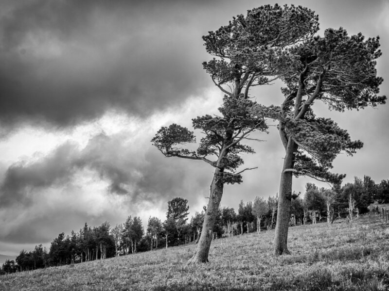 Windblown