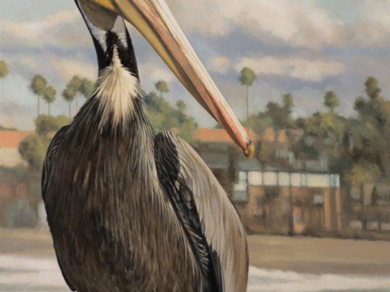 Brown Pelican