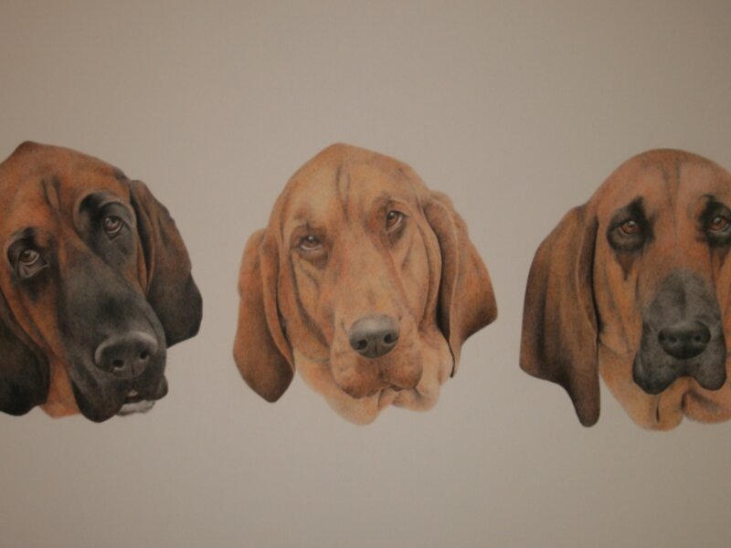 bloodhounds