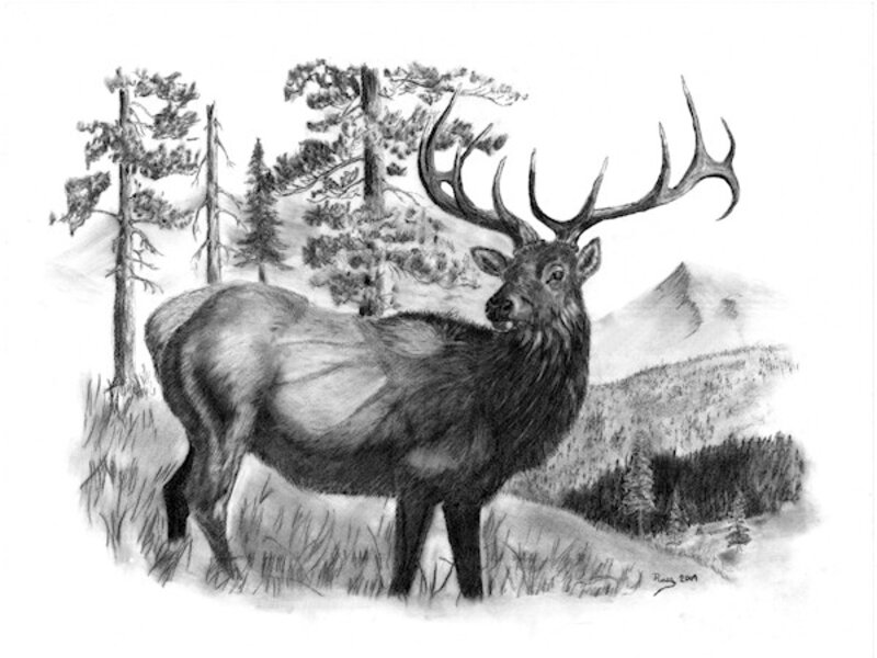 Majestic Bull Elk