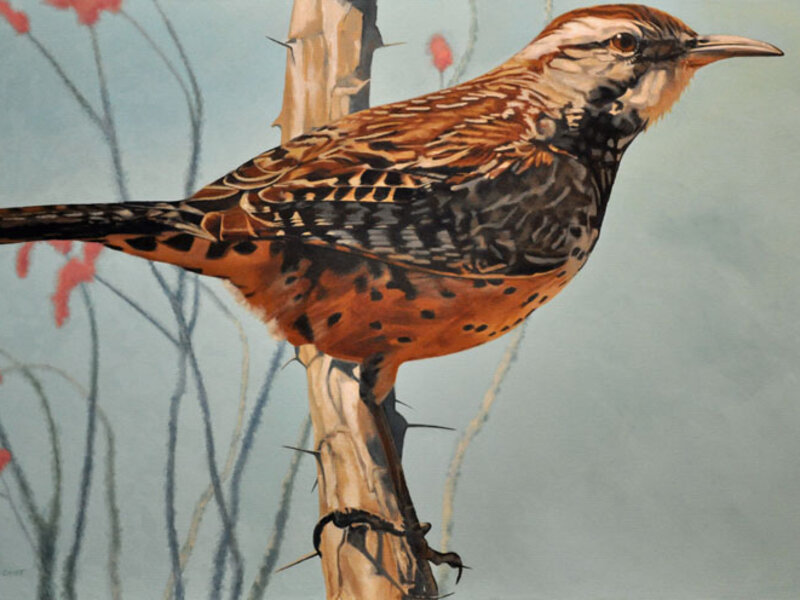 cactus wren