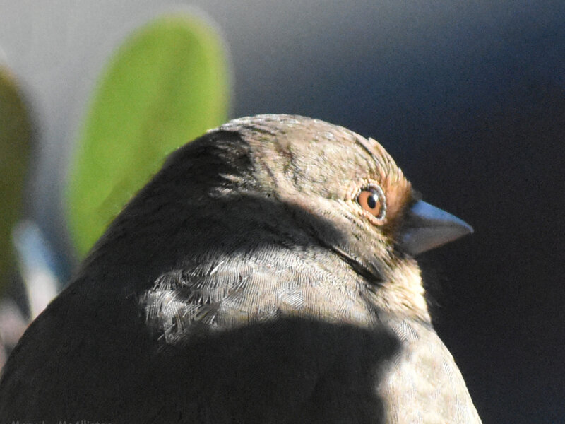 California Towhee