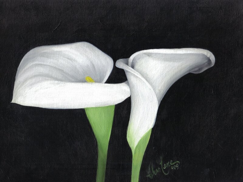 Calla Lillies