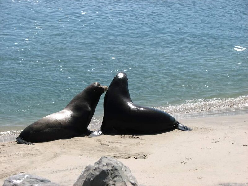 Seals at Channel Islands Harbor