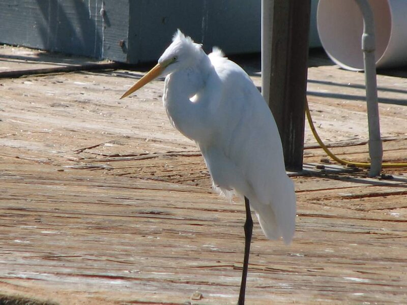 Great Egret Channel Islands Harbor