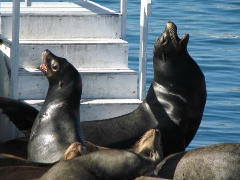 Channel Island Harbor - Seals