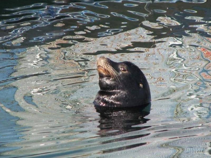 Channel Islands Harbor - Seal#4
