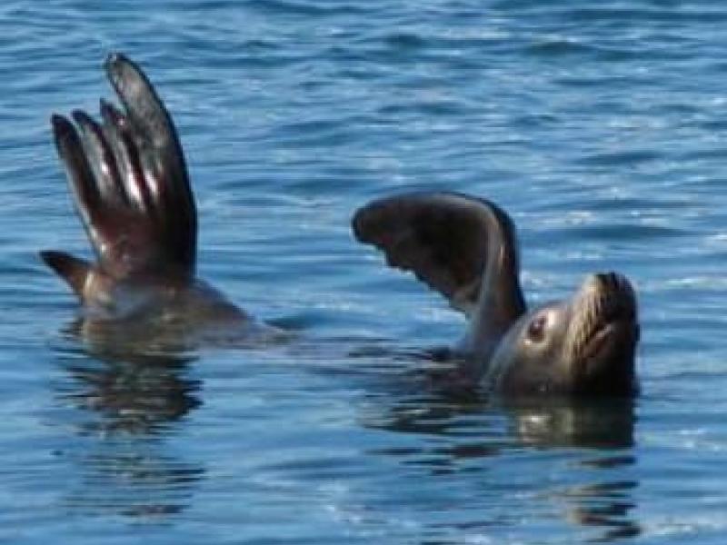 Channel Islands Harbor - Seals#