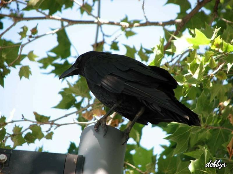 Common Raven Agoura Hills