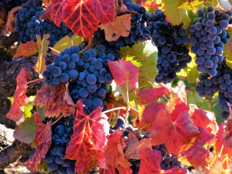 GRAPES