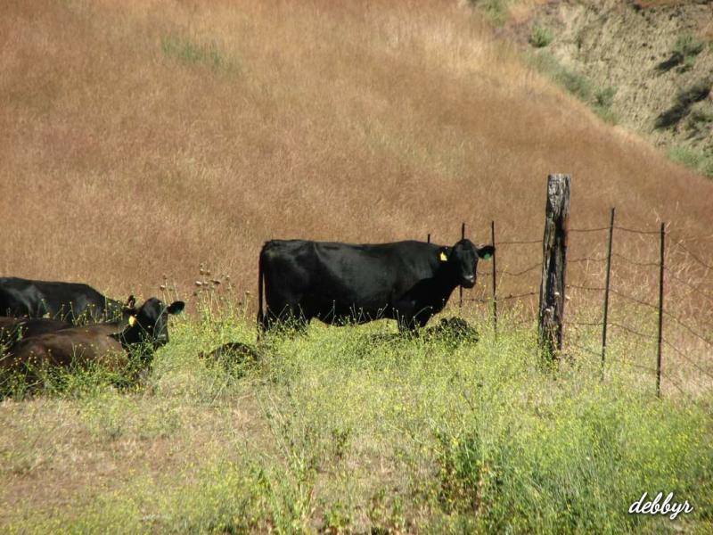 Cows Ventura County Hills