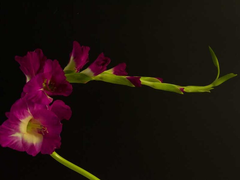 Curved Gladiolus 