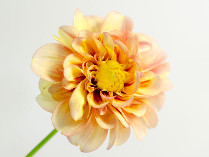 Dahlia