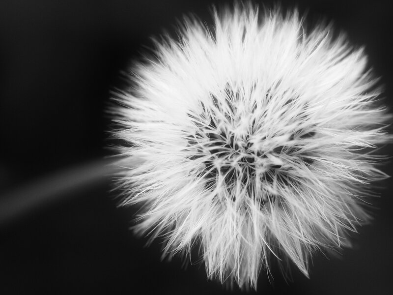 Ball of Wishes