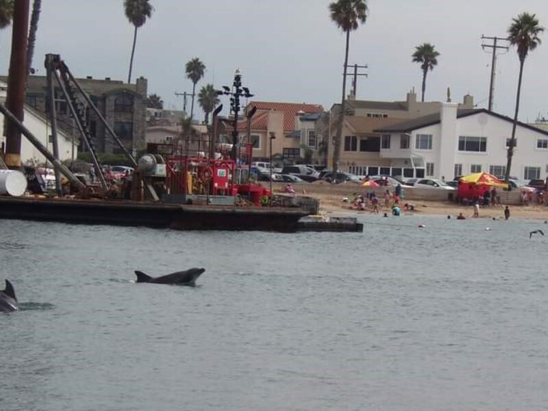 Dolphin in the Harbor
