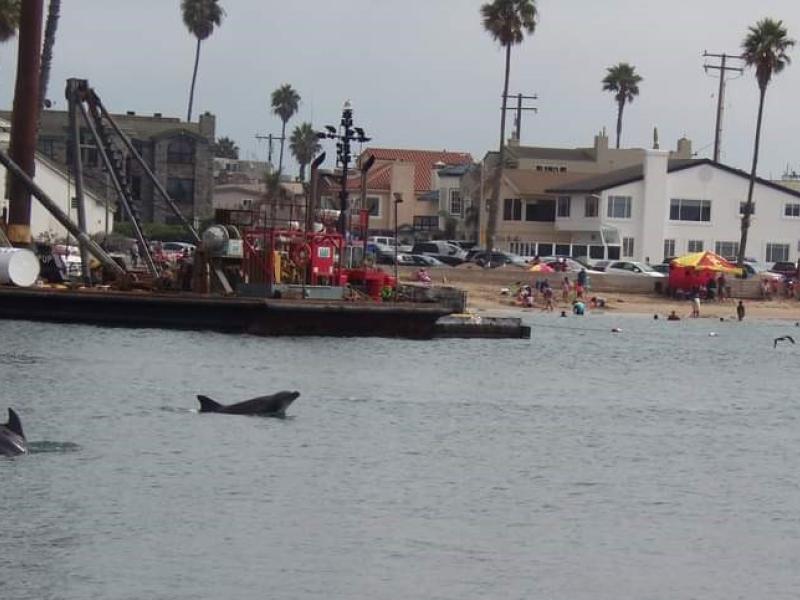 Dolphin in the Harbor