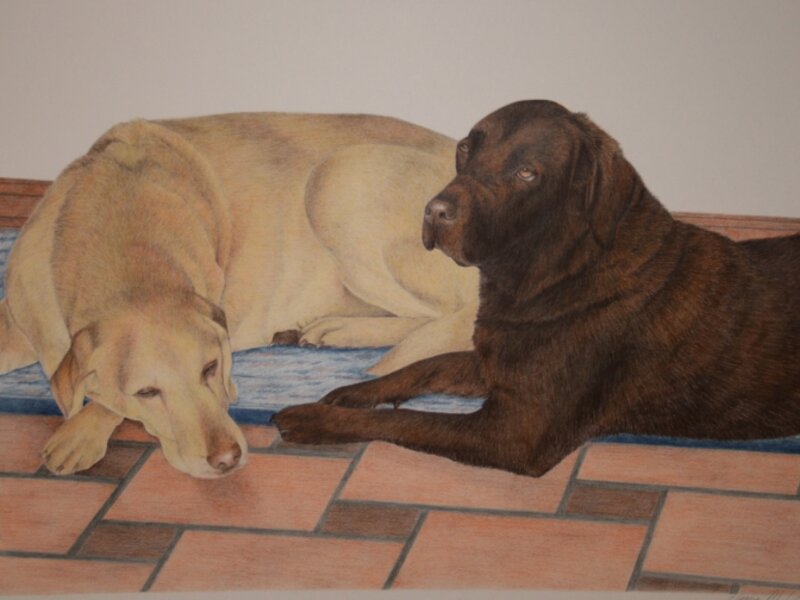 labradors