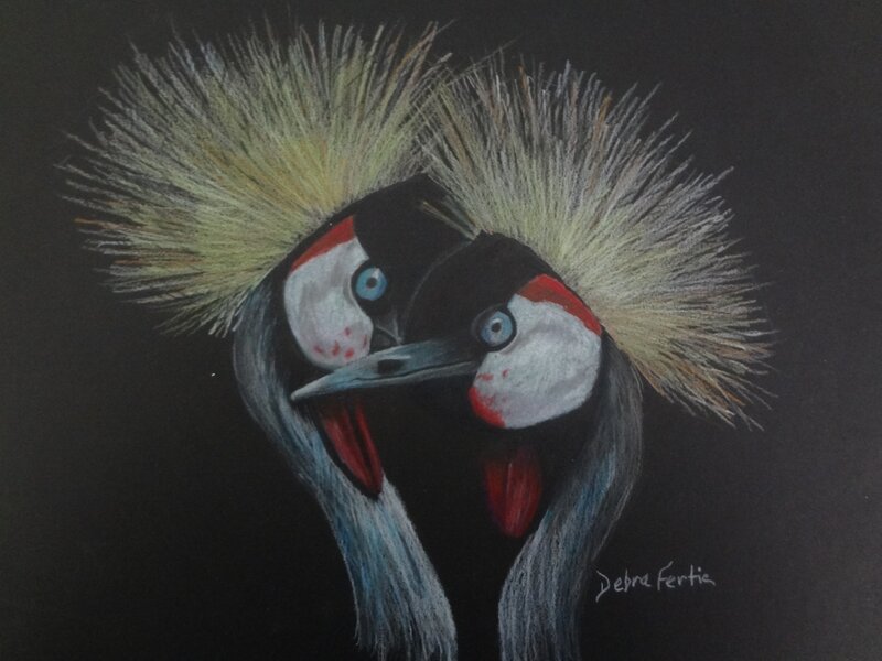 Australian Cranes