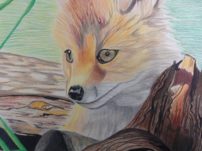Foxy