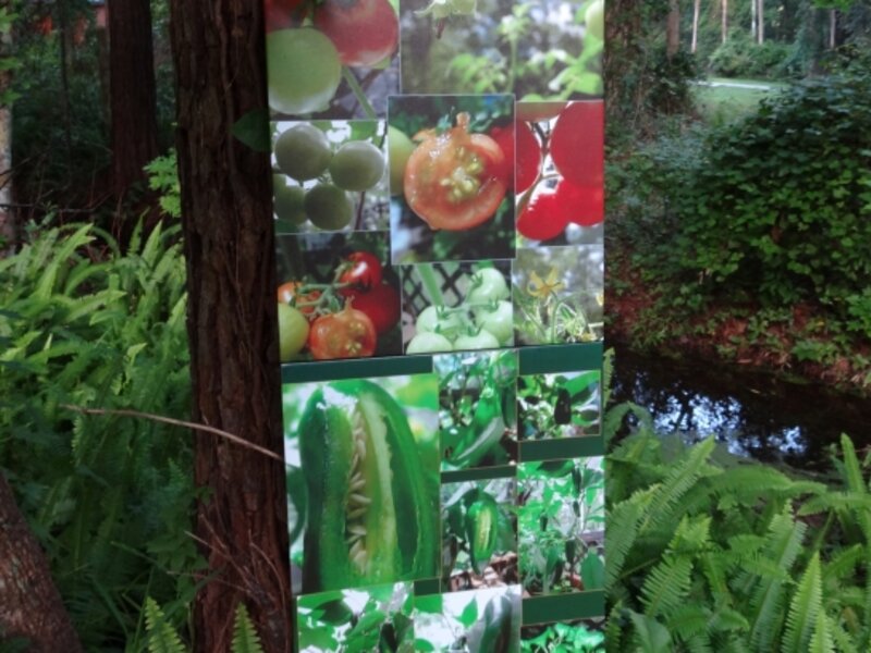 Summer Harvest