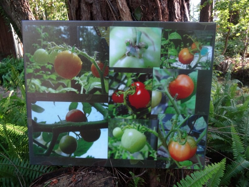 Mixed 'Maters