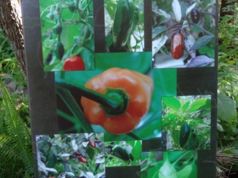 Pepper Patch