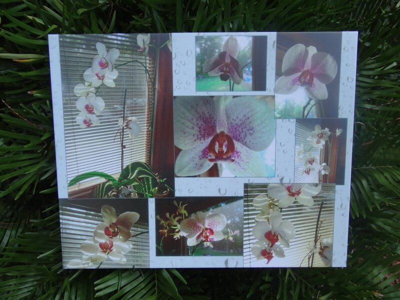 Orchid Window View