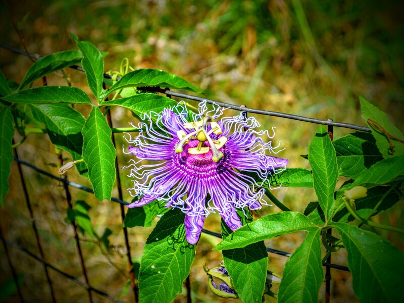 Passion flower
