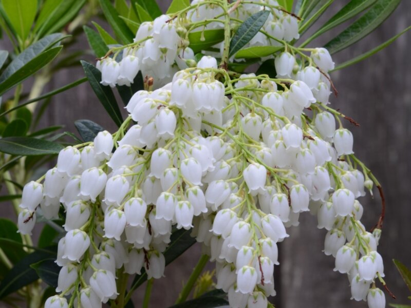 LILY OF THE VALLEY
