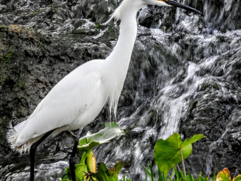 Egret @ Mission county park