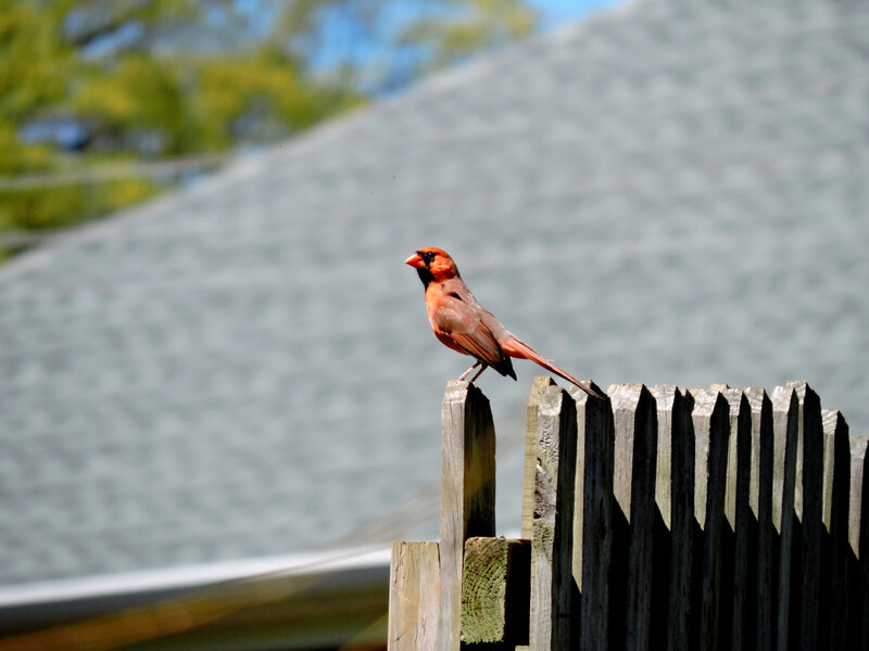 On the fence