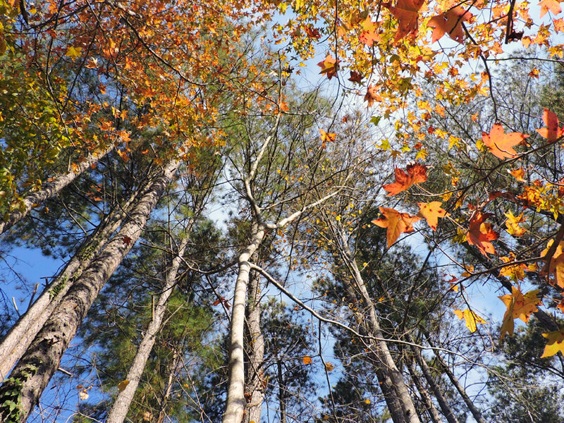 Four seasons