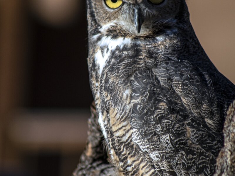 Great Horned Owl