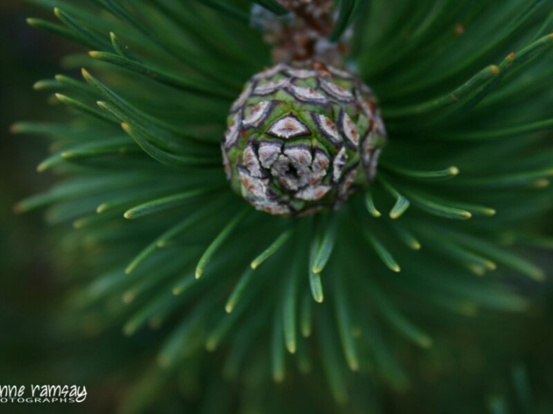 Early pinecone