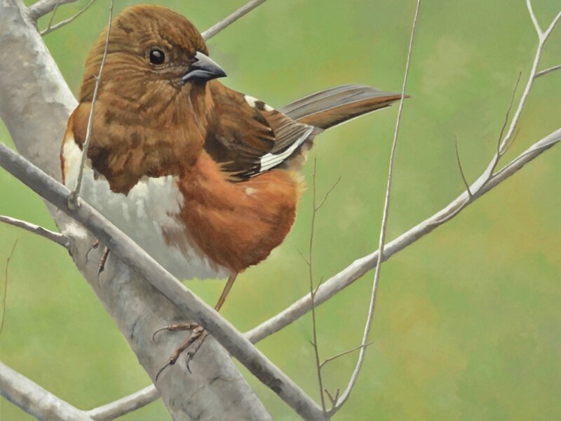 Eastern Towhee, female
