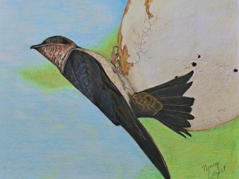 Purple Martin