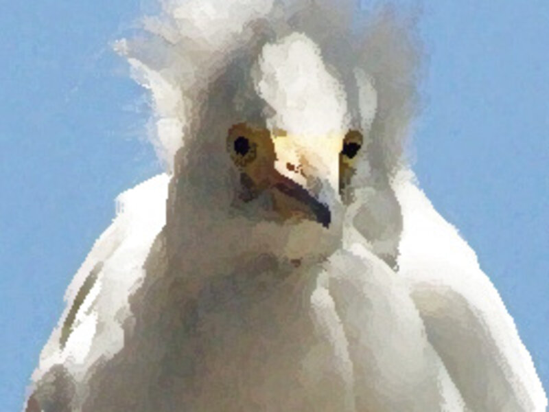 Egret 6