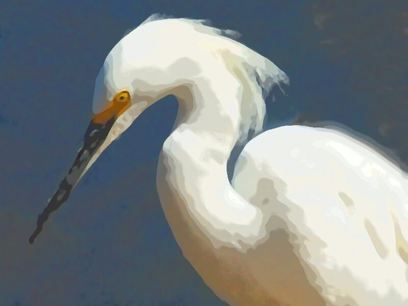 Egret 8