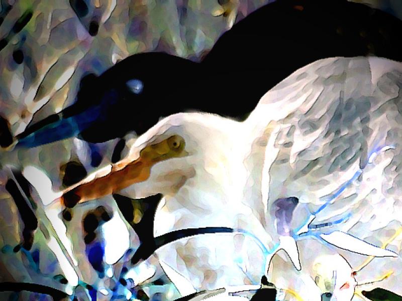 Egrets 3