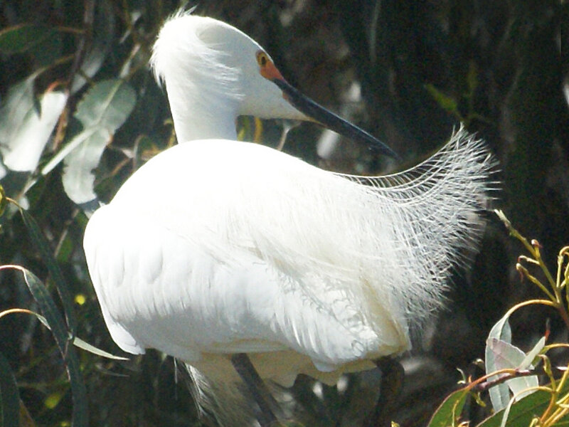 Egret