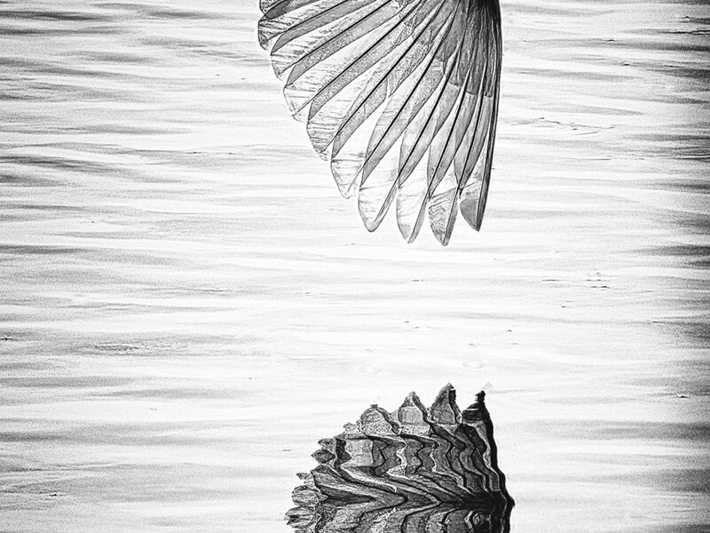 Photo of a Great White Egret wing and water reflection.
