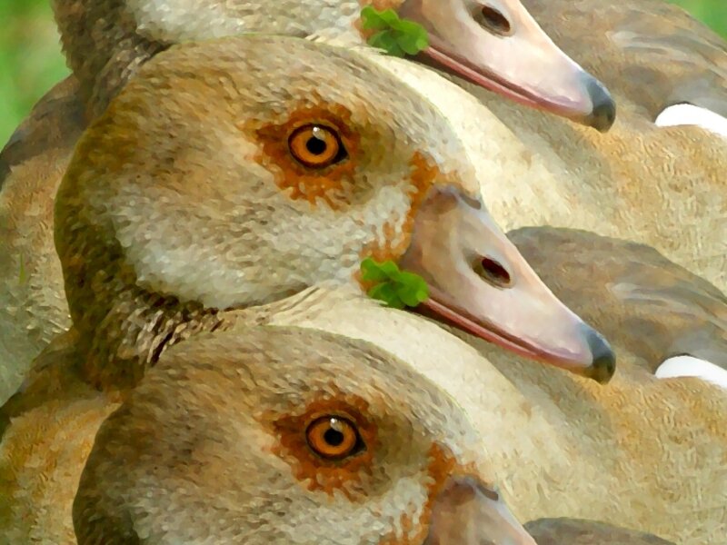 EGYPTIAN GEESE