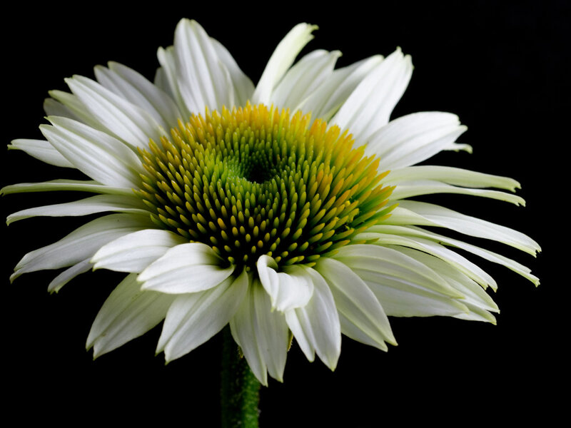 Echinacea