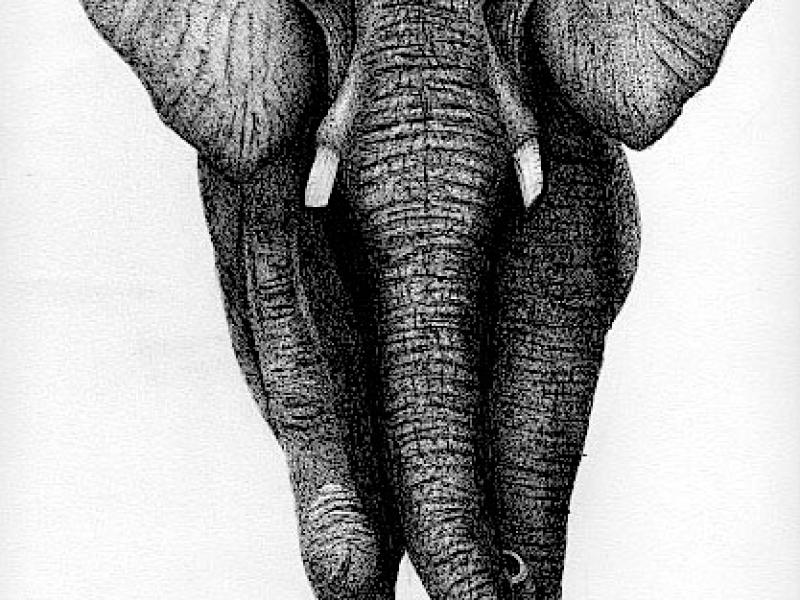 Elephant, animals, pen and ink, graphite