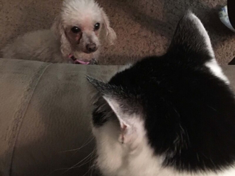 Face Off