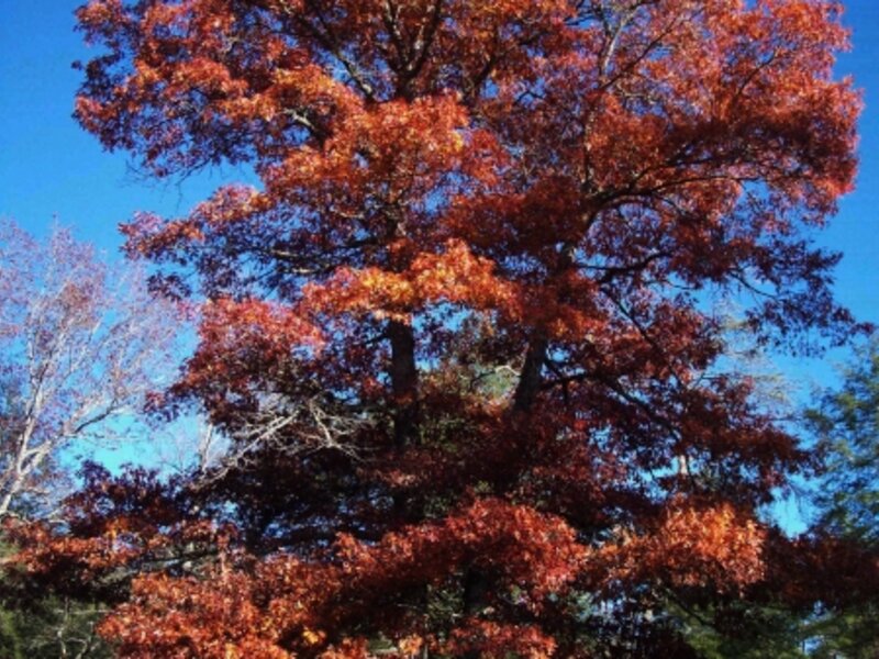 Grow Like A Majestic Tree 