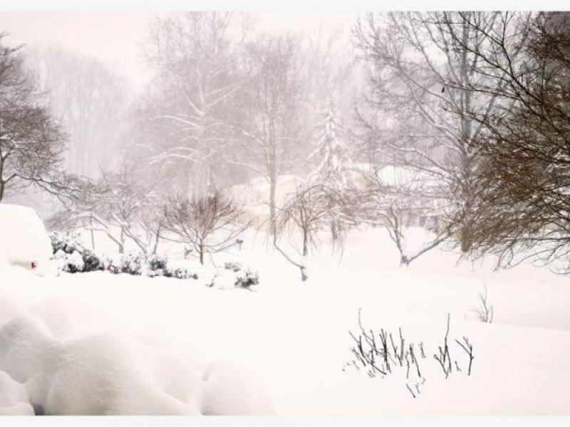 Jonas, blizzard, storm, snow, tree