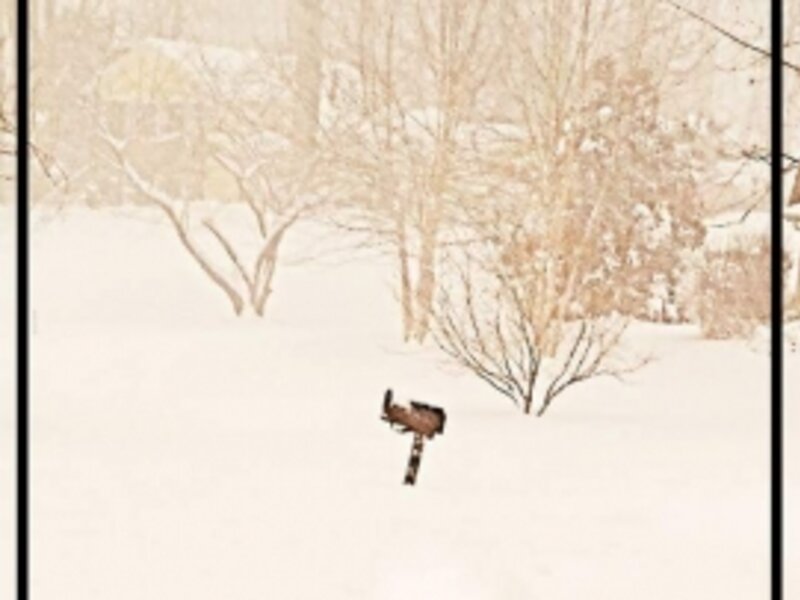 Jonas, storm, blizzard, snow, dog, mailbox