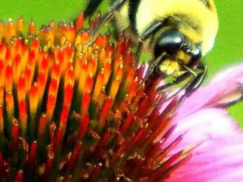 Honeybee At Work